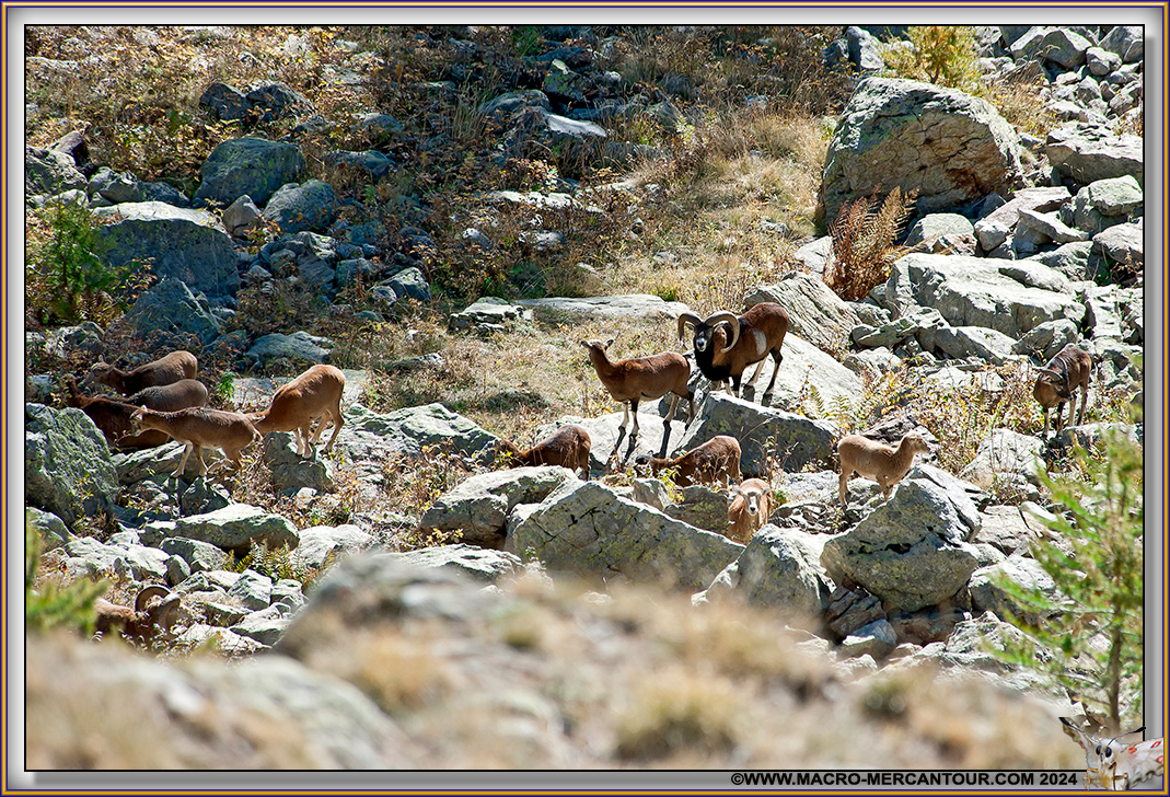 MOUFLONS